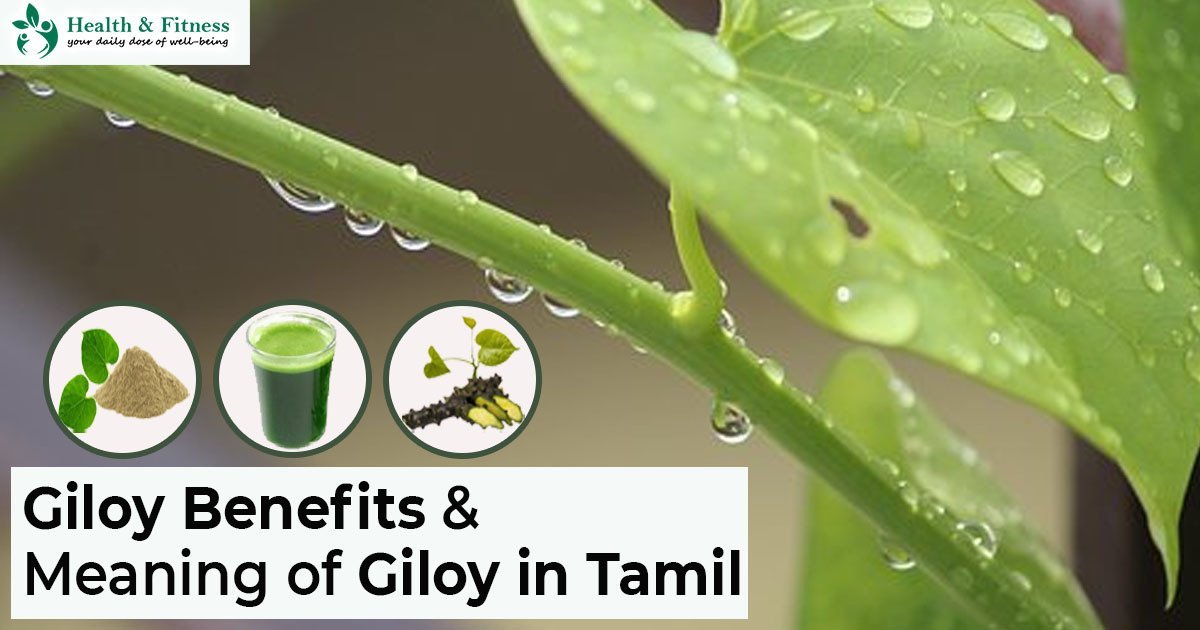 Giloy Meaning in Tamil and Giloy Benefits in Tamil