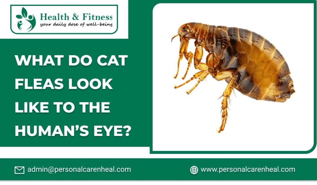 What Do Cat Fleas Look Like To The Human’s Eye