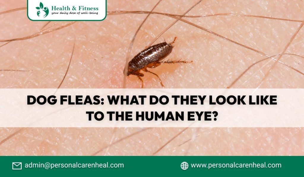 Dog Fleas What Do They Look Like to the Human Eye?