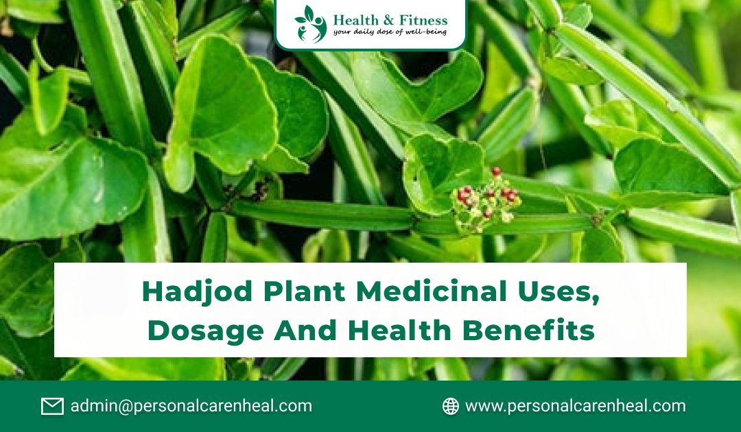 Hadjod Plant Medicinal Uses, Dosage and Health Benefits