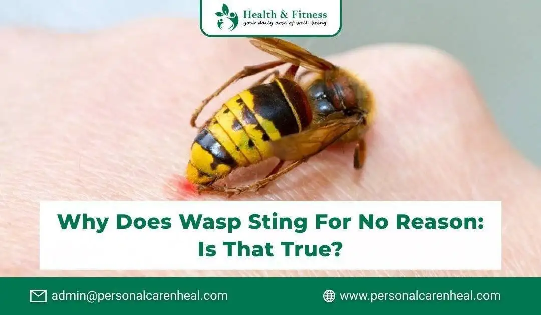 Why Does Wasp Sting for No Reason: Is That True?